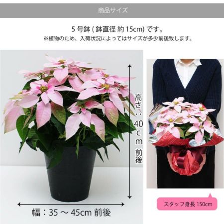 イッペーピンク鉢植え 1.2メートル 21-2 落葉樹