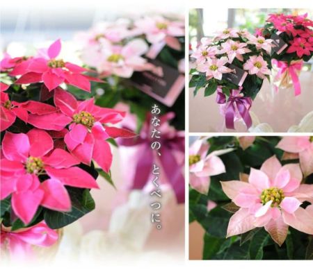 産地直送 シクラメン ノーネームピンク 5号鉢 鉢花・鉢植え