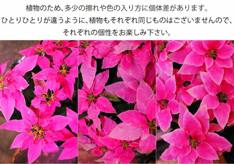 プリンセチア 5号鉢 ピンク系 鉢花・鉢植え・寄せ鉢 | エーデルワイス