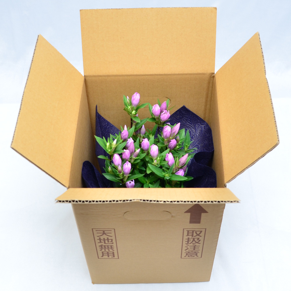 敬老の日 リンドウの鉢植え 5号鉢 りんどう 干し芋スイーツセット 敬老