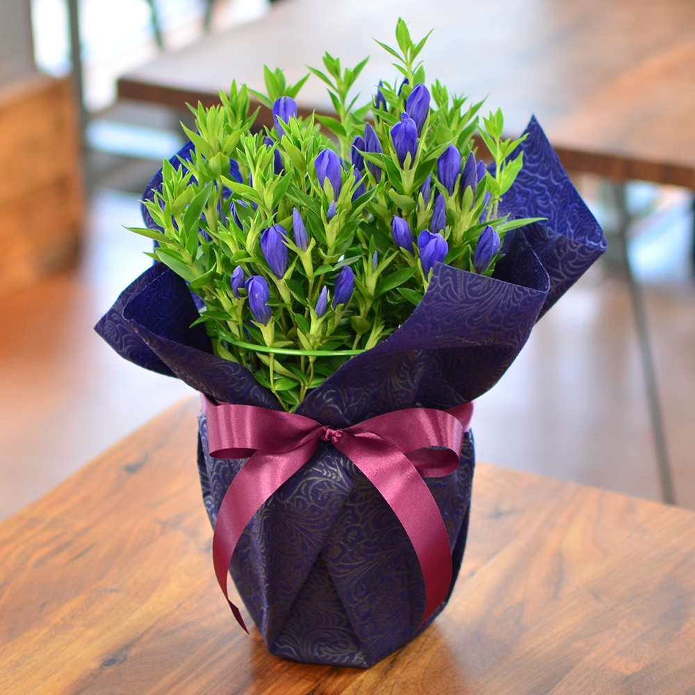 敬老の日 リンドウの鉢植え 5号鉢 りんどう 敬老の日に贈る花