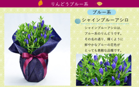 ✨美品☆生花鉢、華道家、価値ある華鉢！ 楽天市場】観葉植物 寄せ植え(幸福の木)8号角高陶器鉢(白黒) 高