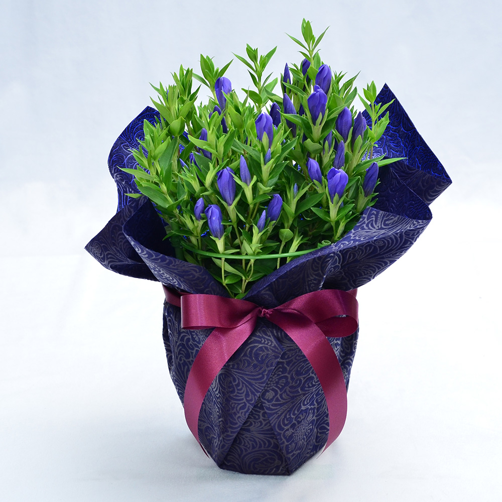 敬老の日 リンドウの鉢植え 5号鉢 りんどう 敬老の日に贈る花