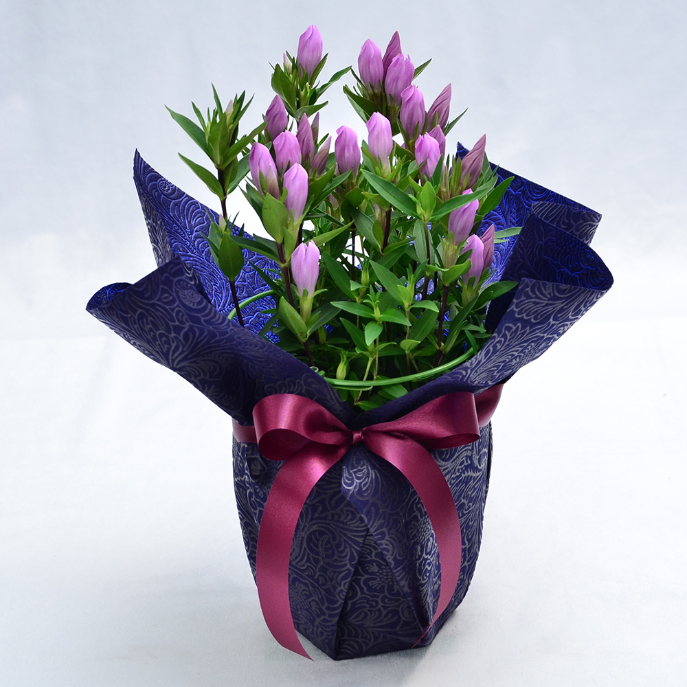 敬老の日 リンドウの鉢植え 5号鉢 りんどう 敬老の日に贈る花