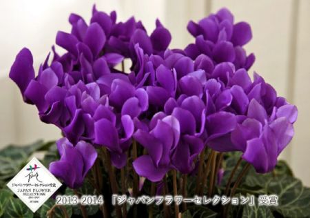 シクラメン セレナーディア アロマブルー 5号鉢 鉢花・鉢植え