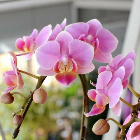 ミディ胡蝶蘭 2本立 ボックス 胡蝶蘭・ミディ胡蝶蘭 | エーデルワイス