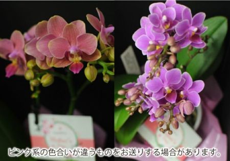 ミディ胡蝶蘭 2本立 ボックス 胡蝶蘭・ミディ胡蝶蘭