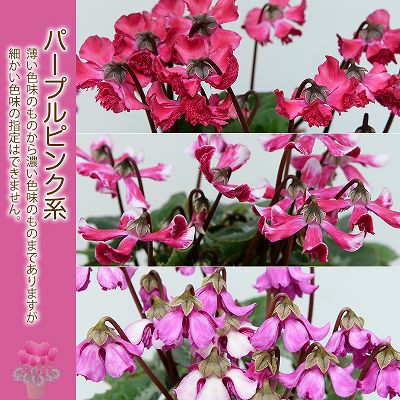 産地直送 シクラメン 天使のはね 4号鉢 新品種シクラメン 天使のはね