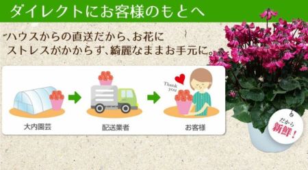 産地直送 シクラメン 天使のはね 4号鉢 新品種シクラメン 天使のはね