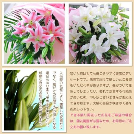 白ユリ 25輪以上の花束 オリエンタル系白の大輪百合(ユリ・ゆり